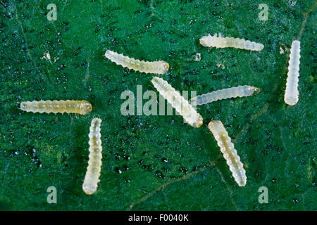 lila Miniermotte (Gracillaria Syringella), Larven, Deutschland Stockfoto