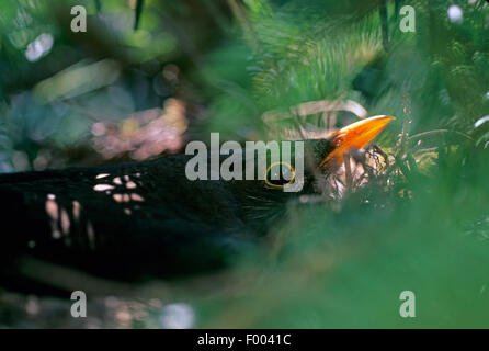 Amsel (Turdus Merula), Zucht, Männlich, Deutschland Stockfoto