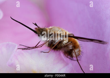 Große Biene-Fliege (Bombylius großen), sitzen auf einer Blüte, Nahaufnahme, Deutschland, Nordrhein-Westfalen Stockfoto