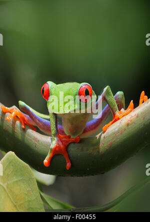 redeyed ja, Redeye Treefrog, rotäugigen Baumfrosch, Treefrog rote Augen, rote Augen Frosch (Agalychnis Callidryas), auf einem Ast Stockfoto