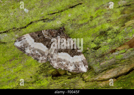 Sharp-abgewinkelt, Teppich, abgewinkelt Sharp Teppich Moth (Euphyia Unangulata), auf Rinde, Deutschland Stockfoto