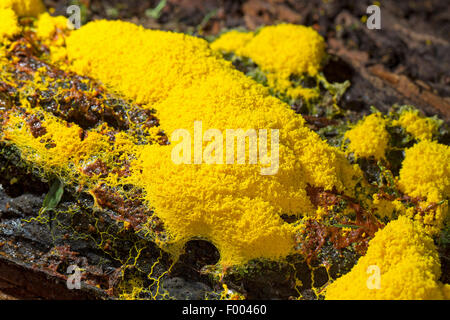 Schwefel-Schleim-Pilz (Fuligo Septica), Schleim Pilz auf Totholz, Deutschland Stockfoto