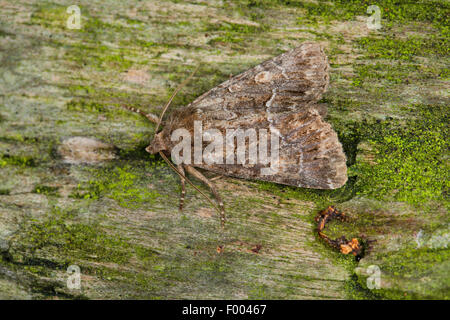 Stroh Underwing (Thalpophila Matura, Phalaena Matura), auf grüne Rinde, Deutschland Stockfoto