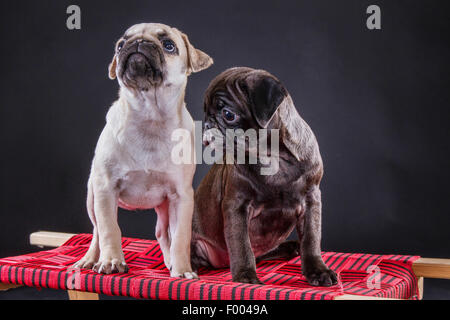 Mops (Canis Lupus F. Familiaris), zwei süße Mops Welpen zusammen auf einem Schlitten Stockfoto