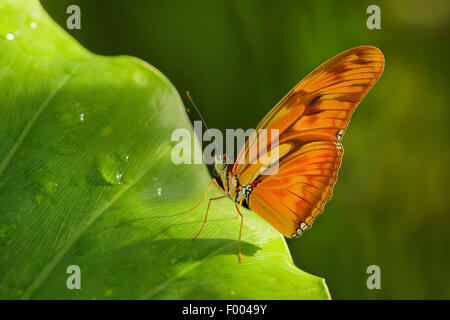 Julia Heliconian (Dryas Iulia, Dryas Julia), auf einem Blatt Stockfoto