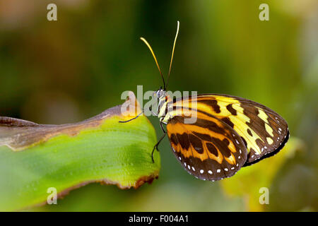 Harmonia Tiger-Flügel, Harmonia Tiger (Tithorea Harmonia), auf einem Blatt Stockfoto