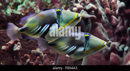 Picasso Fisch, Humuhumu, Balken-Drückerfisch (Rhinecanthus Aculeatus), zwei Picasso Fische vor der Korallen Stockfoto