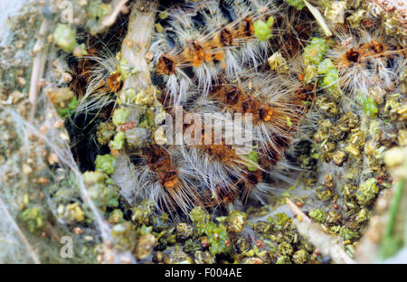 Pinienprozessionsspinner, Kiefer Pinienprozessionsspinner (Thaumetopoea Pityocampa, Traumatocampa Pityocampa), Deutschland Stockfoto