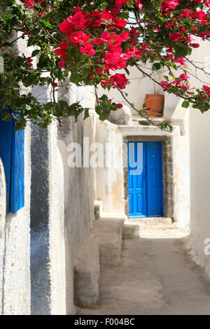 Papierfabrik, Four-o'clock (Bougainvillea spec.), weiße Wand mit Bougainvillea, blaue Eingangstür, Cyclades, Griechenland, Thira, Santorin Stockfoto