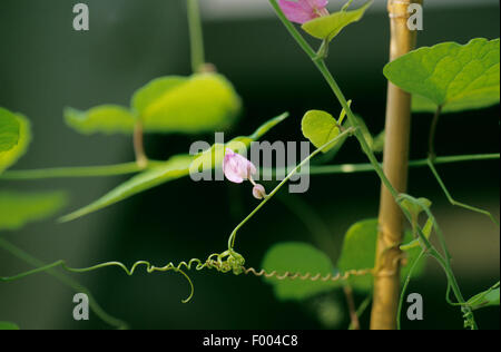 Coral-Rebe (Antigonon Leptopus), blühen, Mexiko Stockfoto