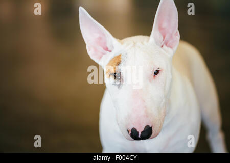 Close Up weiße Bullterrier Hund Portrait innen auf braunem Hintergrund Stockfoto