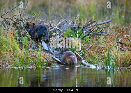 Nordamerikanische Biber, kanadische Biber (Castor Canadensis), paar sitzt an der Beaver lodge, Kanada, Ontario, Algonquin Provincial Park Stockfoto
