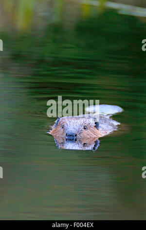 Nordamerikanische Biber, kanadische Biber (Castor Canadensis), Biber, Kanada, Ontario, Algonquin Provincial Park Stockfoto