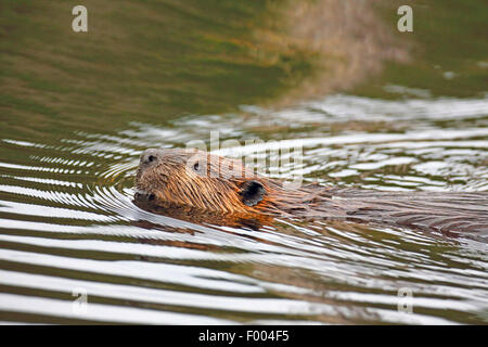 Nordamerikanische Biber, kanadische Biber (Castor Canadensis), Schwimmen, Kanada, Ontario, Algonquin Provincial Park Stockfoto