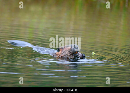 Nordamerikanische Biber, kanadische Biber (Castor Canadensis), Schwimmen und Fütterung, Kanada, Ontario, Algonquin Provincial Park Stockfoto