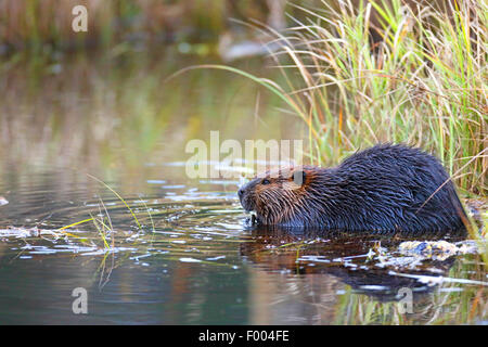 Nordamerikanische Biber, kanadische Biber (Castor Canadensis), sitzt am Ufer, die Fütterung, Kanada, Ontario, Algonquin Provincial Park Stockfoto