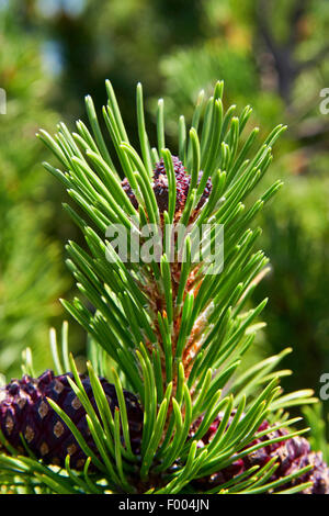 Kiefer (Pinus spec.), junge Kegel auf einem Zweig, Italien, Südtirol Stockfoto