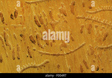 sechs-Blütenkronen Borkenkäfer (Kupferstecher Chalcographus), burrows in Holz Stockfoto