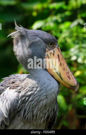 Unter der Leitung von Wal Storch, Schuhschnabel (Balaeniceps Rex), Porträt Stockfoto