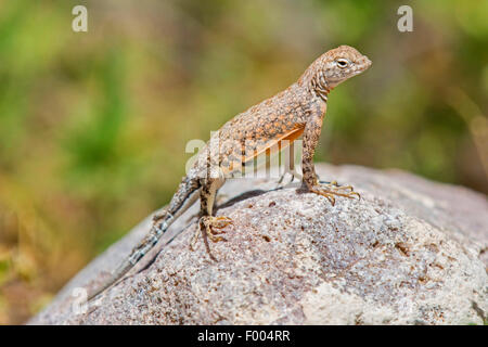 Größere Earless Lizard (vgl. Cophosaurus Texanus), steht auf einem Felsen, USA, Arizona Stockfoto