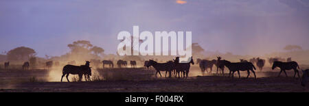 Gemeinsamen Zebra (Equus Quagga), Herde, Amboseli-Nationalpark Stockfoto