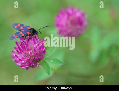 Sechs-Spot Burnet (Zygaena Filipendulae, Anthrocera Filipendulae), sitzt auf einem Kleeblatt, Deutschland, Bayern, Werdenfelser Land Stockfoto