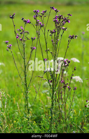 Marsh Distel (Cirsium Palustre), blühen, Oberbayern, Oberbayern, Bayern, Deutschland Stockfoto