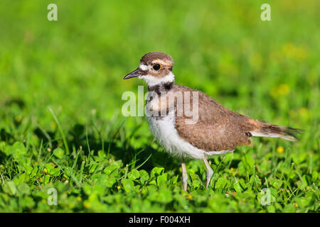 Killdeer-Regenpfeifer (Charadrius Vociferus), juvenile Vogel in eine Wiese, Kanada, Vancouver Island Stockfoto