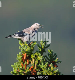 Clarks Tannenhäher (Nucifraga Columbiana), sitzen an der Spitze eines Baumes und Berufung, Kanada, Alberta, Banff Nationalpark Stockfoto