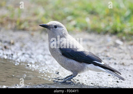 Clarks Tannenhäher (Nucifraga Columbiana), sitzen an einem Wasserloch, Kanada, Alberta, Banff Nationalpark Stockfoto