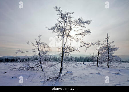 verschneite Landschaft Kahler Asten Berg, Winterberg, Sauerland, Nordrhein-Westfalen, Deutschland Stockfoto