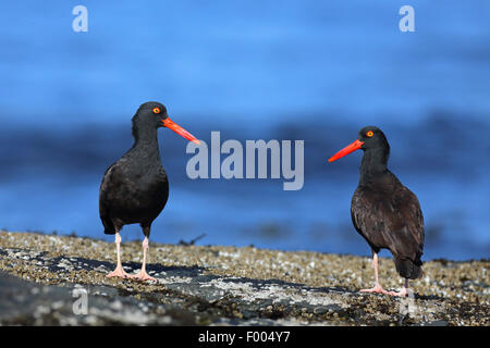 Amerikanische schwarze Austernfischer (Haematopus Bachmani), zwei Vögel auf einem Felsen am Meer, Kanada, Vancouver Island, Victoria Stockfoto