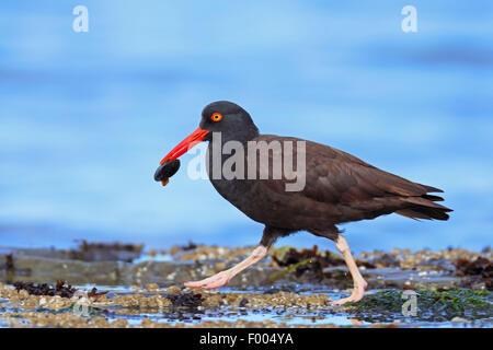 Amerikanische schwarze Austernfischer (Haematopus Bachmani), zu Fuß mit einer Schale in der Rechnung, Kanada, Vancouver Island, Victoria Stockfoto