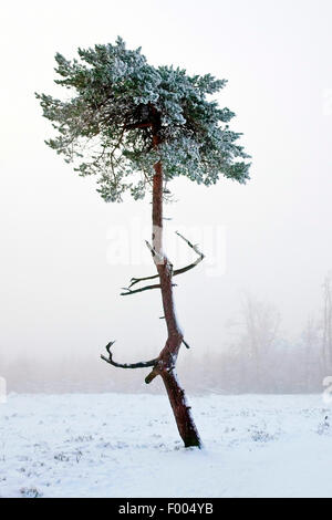 Föhre, Kiefer (Pinus Sylvestris), im Nebel auf Kahler Asten Berg im Winter, Winterberg, Sauerland, Nordrhein-Westfalen, Deutschland Stockfoto