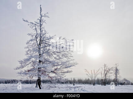 verschneite Landschaft Kahler Asten Berg, Winterberg, Sauerland, Nordrhein-Westfalen, Deutschland Stockfoto