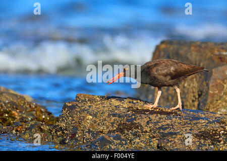 Amerikanische schwarze Austernfischer (Haematopus Bachmani), Lookink für Lebensmittel zwischen den Felsen am Meer, Kanada, Vancouver Island, Victoria Stockfoto