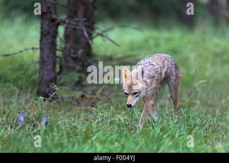 Kojote (Canis Latrans), Spaziergänge im Wald, Banff Nationalpark, Kanada, Alberta Stockfoto