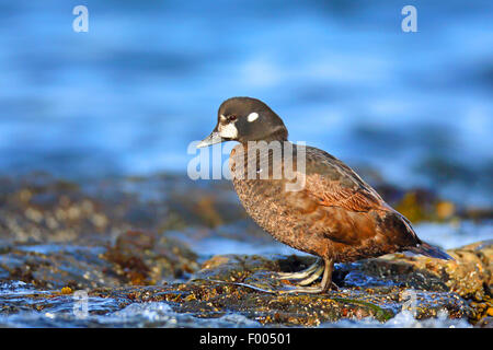 Harlekin Ente (Histrionicus Histrionicus), weibliche steht auf einem Felsen am Meer, Kanada, Vancouver Island, Victoria Stockfoto