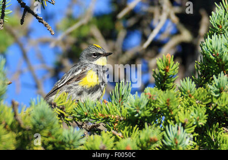 Gelb-Psephotus Grasmücke (Dendroica Coronata), männliche sitzt in einer Douglasie, Kanada, Alberta Banff National Park Stockfoto