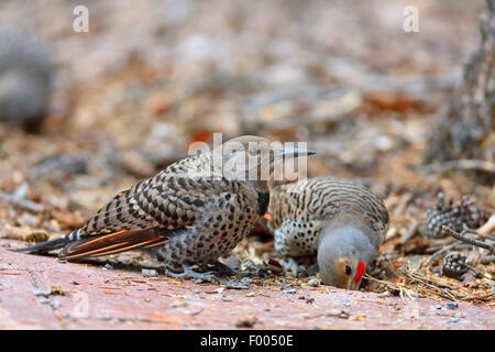 Gemeinsamen Flimmern (Colaptes Auratus), Jugendlichen und Erwachsenen Vogel auf der Suche nach Nahrung auf den Boden, Kanada, Alberta Banff National Park Stockfoto