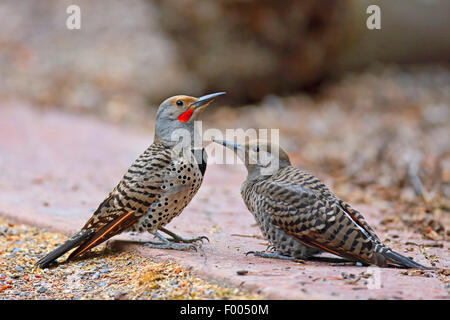 Gemeinsamen Flimmern (Colaptes Auratus), Erwachsene und Jugendliche Vogel sitzt auf dem Boden, Kanada, Alberta, Banff Nationalpark Stockfoto