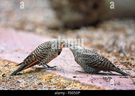 Gemeinsamen Flimmern (Colaptes Auratus), Erwachsenen Vogel Feeds juvenile Vögel auf den Boden, Kanada, Alberta Banff National Park Stockfoto