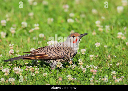 Gemeinsamen Flackern (Colaptes Auratus), sitzt Frau auf einer Wiese, Kanada, Vancouver Stockfoto