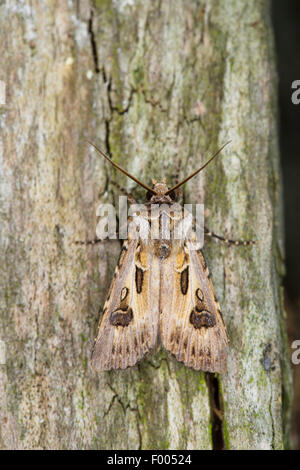 Bogenschütze's Dart, Bogenschützen Dart (Agrotis Vestigialis, Rhyacia Vestigialis), auf Rinde, Deutschland Stockfoto