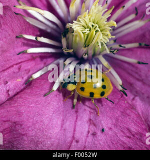 Asiatischer; Marienkaefer; Harmonia; Axyrides; Insekt, kaefer Stockfoto