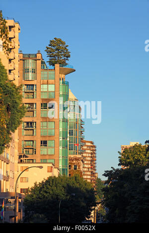 Baum wächst auf einem hohen Haus in der Stadt, Kanada, Vancouver Stockfoto