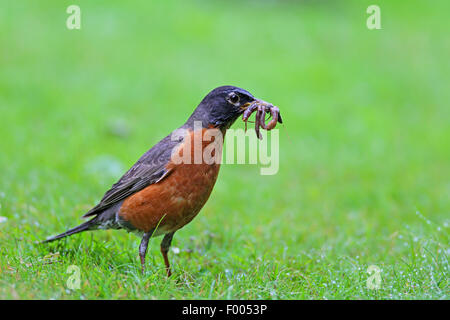 Amerikanischer Robin (Turdus Migratorius), steht auf einer Wiese mit einem Regenwurm in der Rechnung, Kanada, Stanley Park, Vancouver Stockfoto