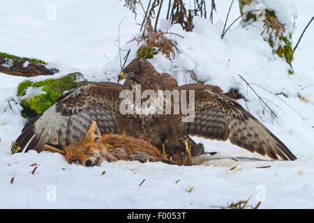 Eurasischer Bussard (Buteo Buteo), Fütterung einen Toten roter Fuchs im Schnee, Schweiz, Sankt Gallen Stockfoto