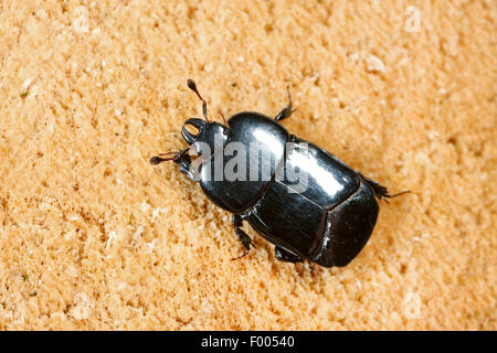 Imitieren Sie Käfer (Hololepta Plana), auf Holz, Deutschland Stockfoto