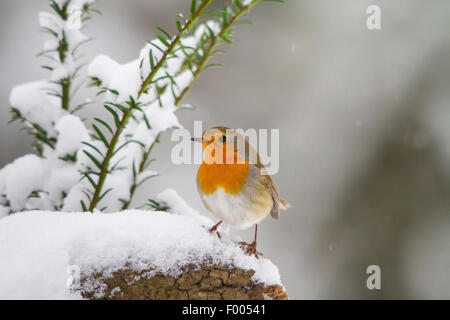 Rotkehlchen (Erithacus Rubecula), sitzen bei Schneefall auf einem verschneiten Ast, der Schweiz, Sankt Gallen Stockfoto